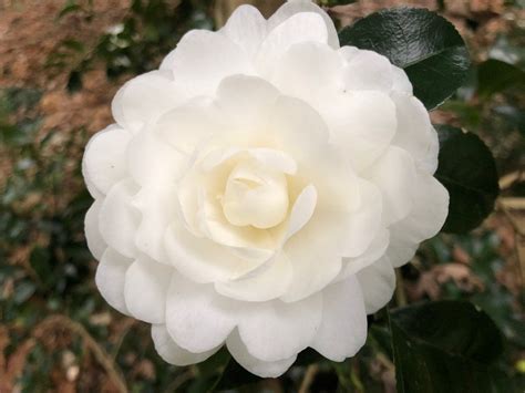Fall Spell Camellia: From Bud to Bloom, a Spectacular Journey